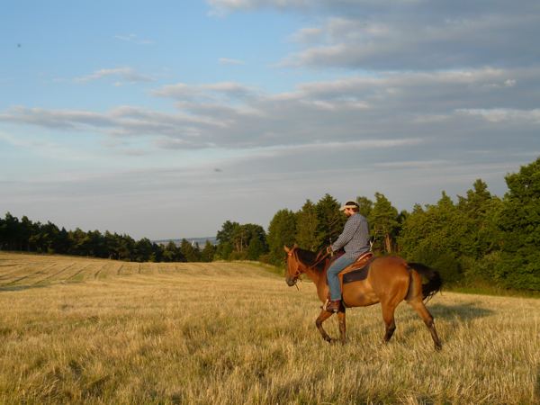 Horse Quotes and Sayings: A horse is the projection …