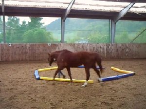 Lunge Training Course – Field Report No 2 – Problems With Your Own Coordination