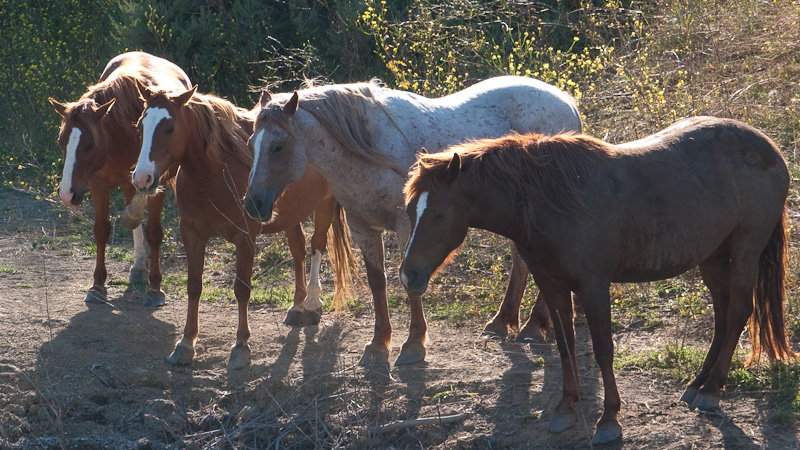 Did you know, that there are about 200 different horse breeds …