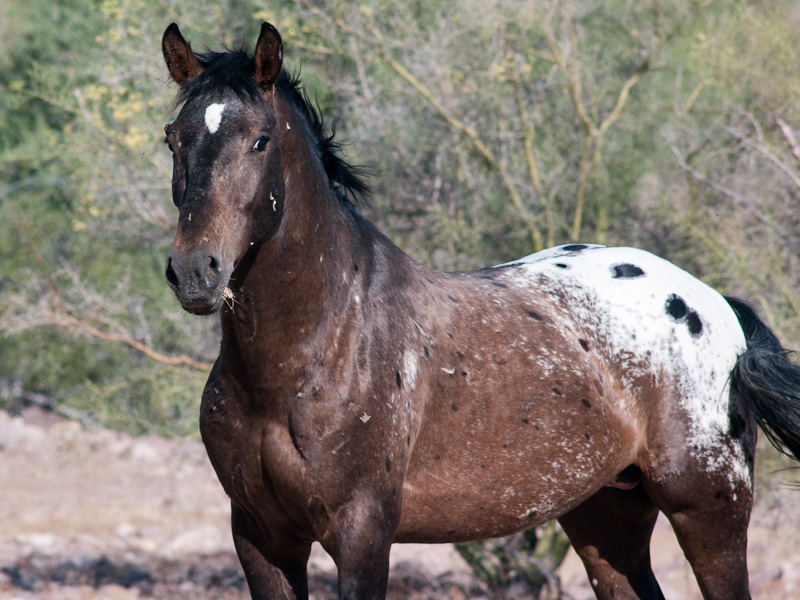 Did you know, that the horses’ brain is less connected than the humans’ brain?