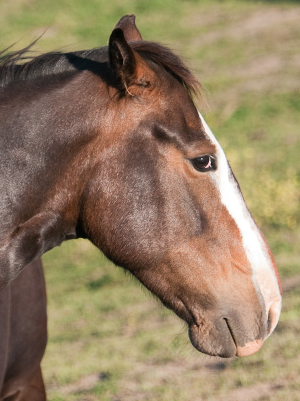Horse Quotes and Sayings: If your horse says no, …