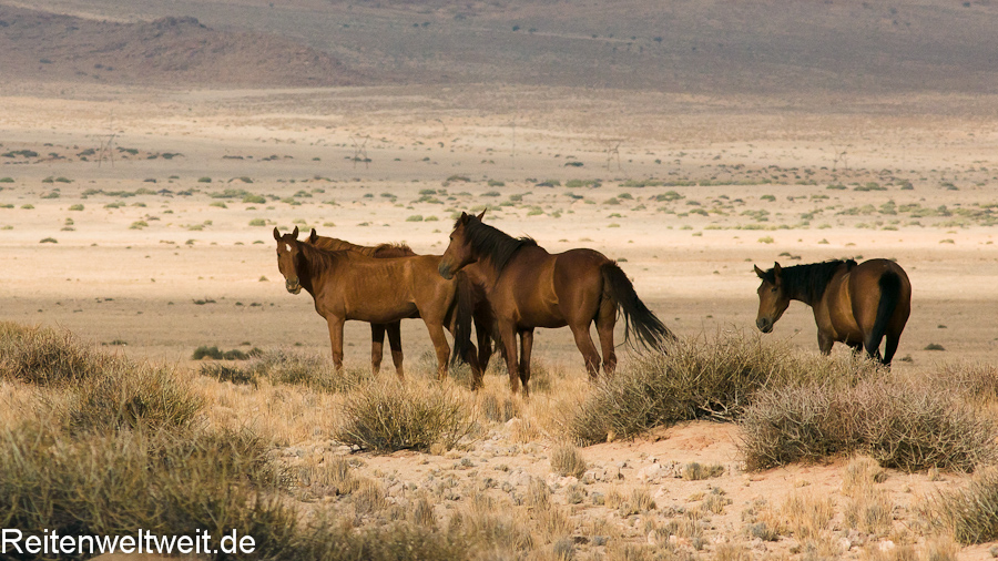 Sable Island Ponies – Wild Horses of Canadian Island