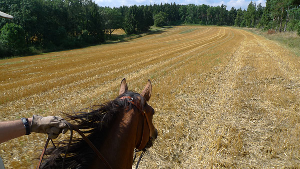 Horse Quotes and Sayings: The wind of heaven …