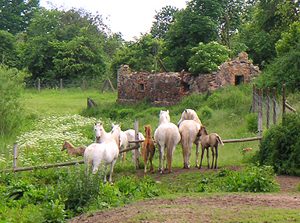 Camargue Horses: The Gray Wild Horses of France