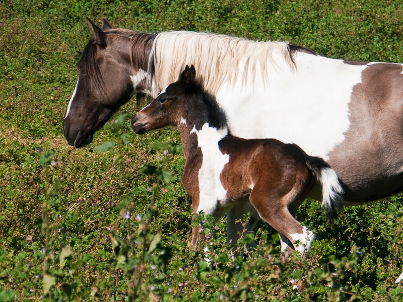 30+ American Painted Horse