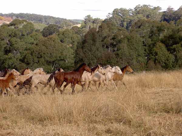 Save the Brumbies – A Plea for the Wild Horses of Australia