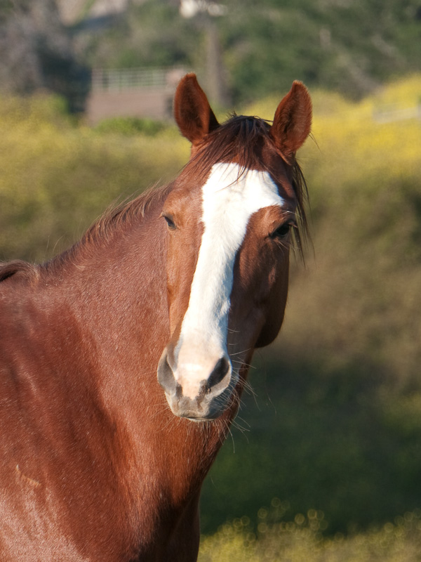 Did you know, that the brain hemispheres of horses are less closely associated than those in humans?