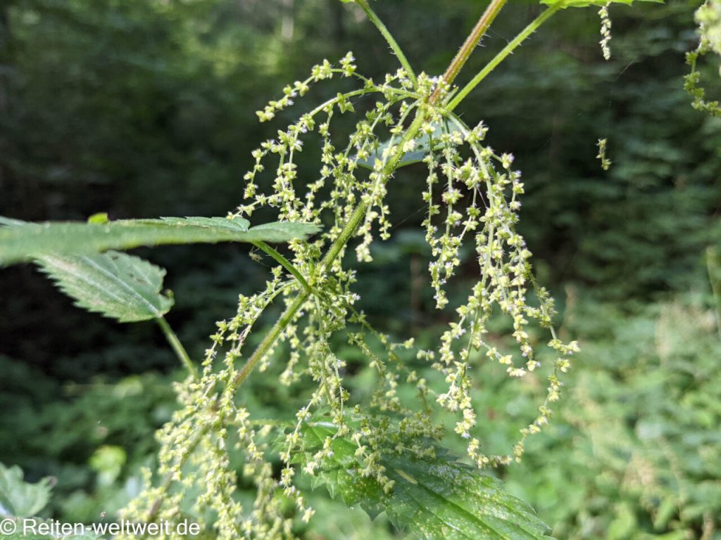 Nettles Medicinal Herbs for our Horses Horseback Riding worldwide