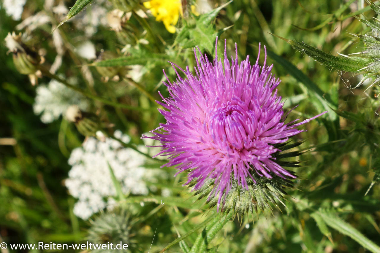 Did you know that Thistles stimulate the milk production?