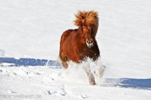 Icelandic Horses