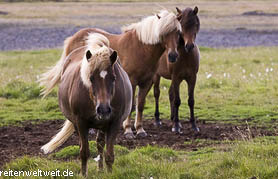 Icelandic Horses