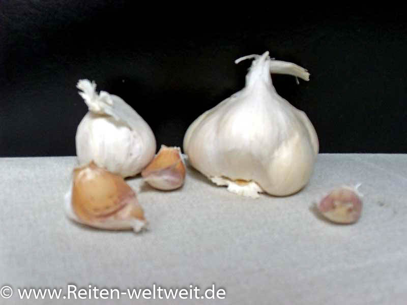 Garlic – medicinal herb or poison?