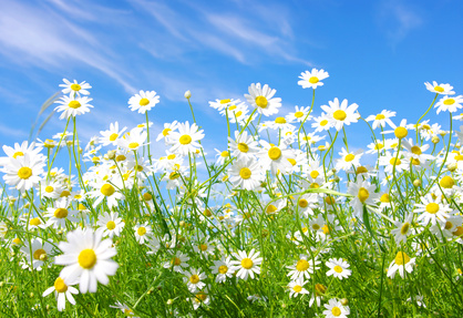 Did you know, that Camomile calms down nervous horses?