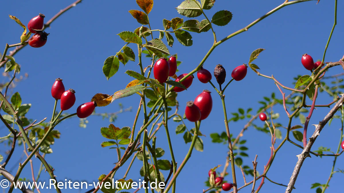 Did you know, that Rose Hips are an ideal vitamin booster for your horse?