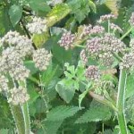 Hogweed