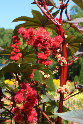 The castor oil plant (ricinus communis) – toxic seeds and great danger for horses