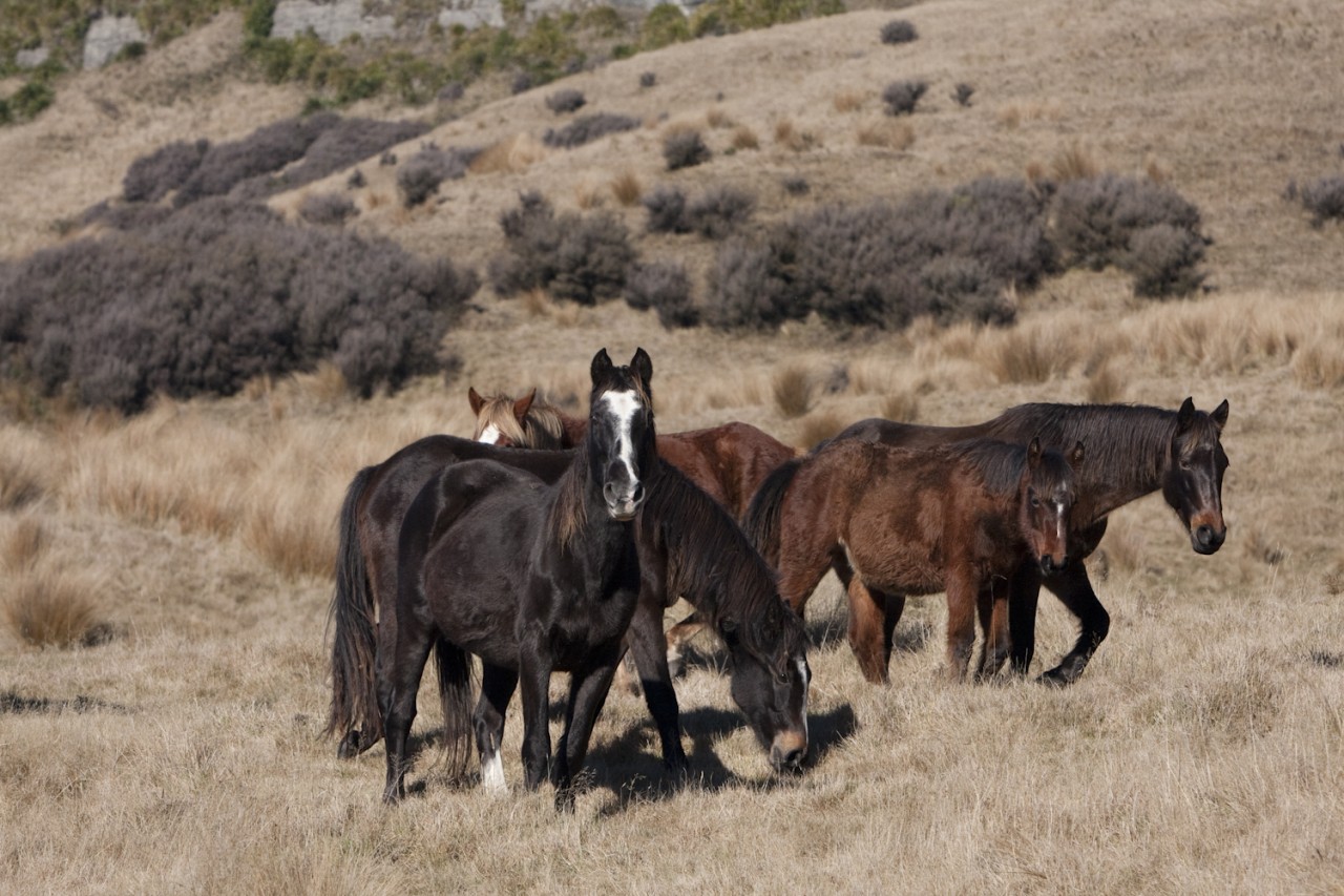 New entry about Wild Horses: The Kaimanawa Wild Horse in New Zealand