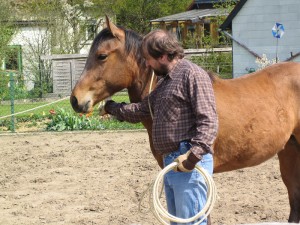 img2 Intensive training helps to improve the relationship between horse and rider. Trust is one of the most important aspects for a harmonious and successful training.