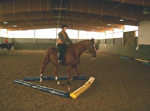 Ground training: exercises with colorful ground bars activate the awareness of horses