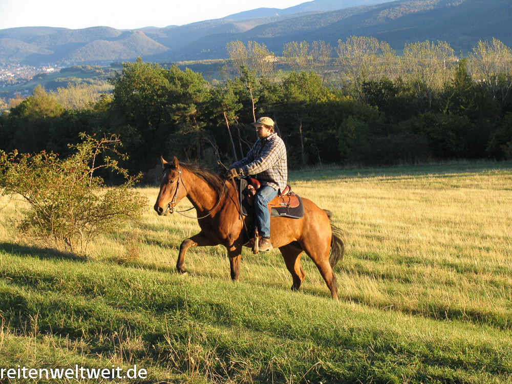 Horse Quotes and Sayings: Horses change lives …