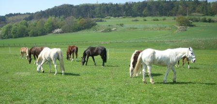 Neem oil for horses- prevention of insect bites and efficient substance against sweet itch