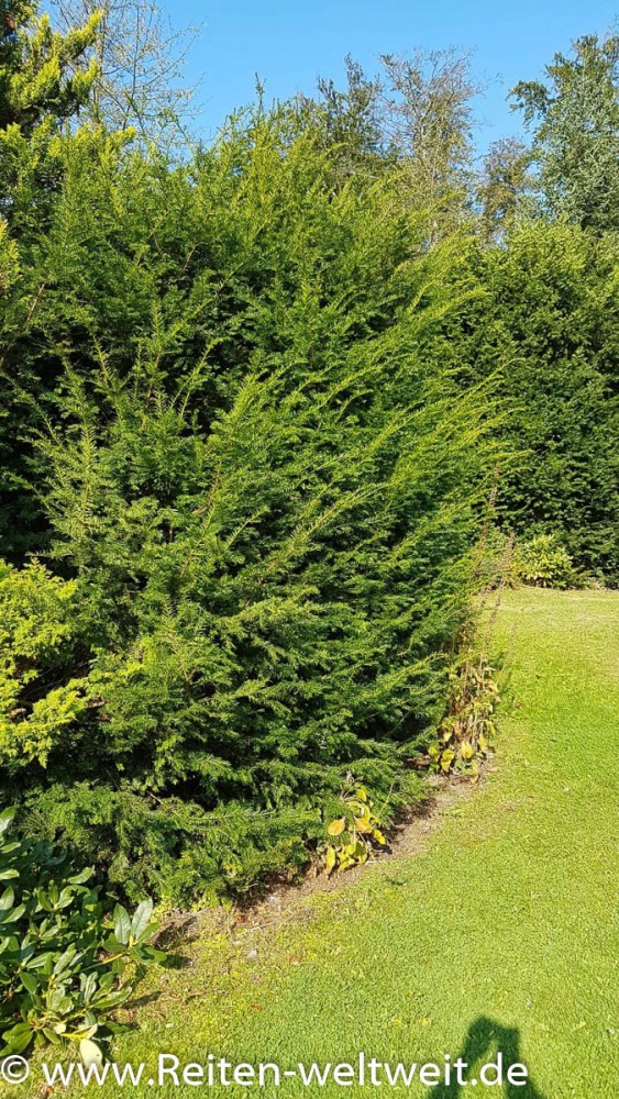 European Yew – high toxicity for horses