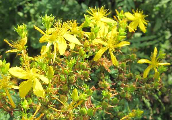 St John’s wort – beautiful flower but toxic effects for horses