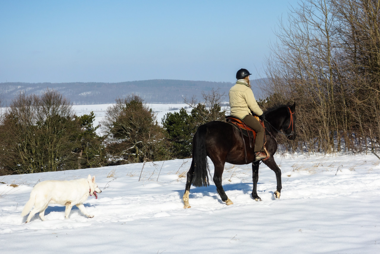 Horses in the snow – Horseback Riding in the winter period