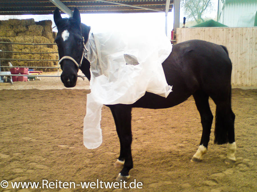 Get past the fear: training units that help horses to overcome their anxieties- Part 2