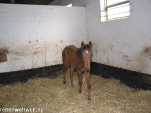 reiten--1469