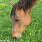 reiten-2152