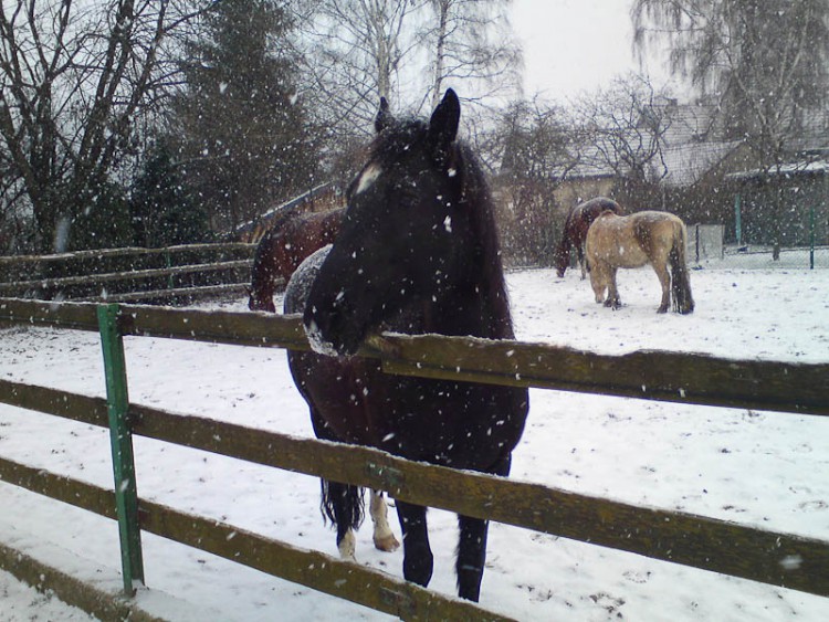The perfect feed for your horse in the winter period