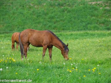 The most important minerals for horses