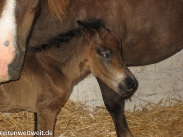 Small but mighty: The American Miniature Horse