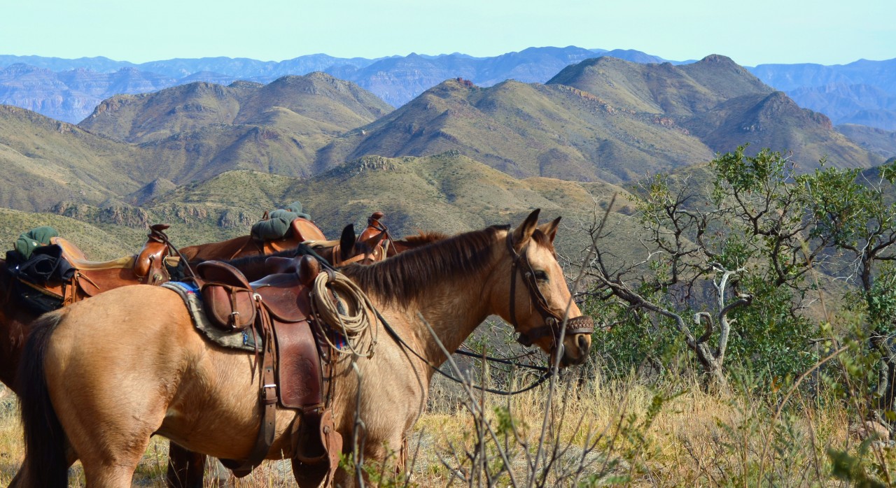 Corona Crisis: Rancho Los Banos is needing our help – Guest and Cattle Ranch in Sonora near Arizona